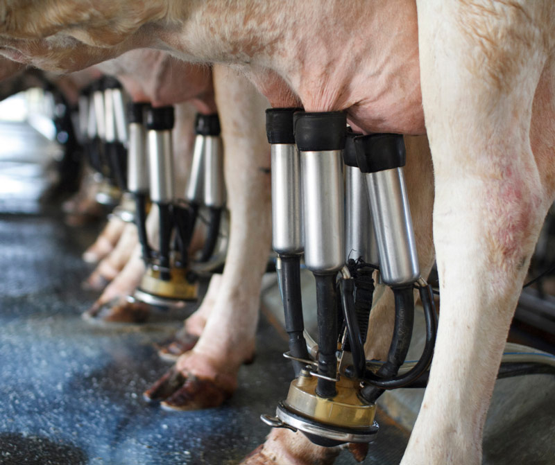 https://clearinnovation.net/wp-content/uploads/2024/12/mastitis-prevention-tips-mount-vets-farm-vet-practice-milking.jpg